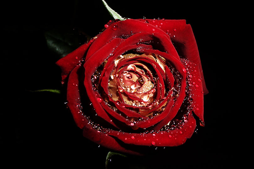 Фото Родион Иванов, rose in darkness